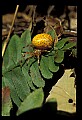 10350-00003-Spiders and Spider Webs.jpg