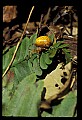 10350-00006-Spiders and Spider Webs.jpg