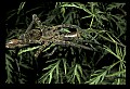 10350-00007-Spiders and Spider Webs.jpg