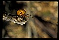 10350-00008-Spiders and Spider Webs.jpg