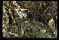 10350-00009-Spiders and Spider Webs.jpg