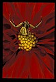 10350-00010-Spiders and Spider Webs.jpg
