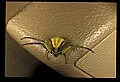 10350-00011-Spiders and Spider Webs.jpg