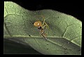 10350-00013-Spiders and Spider Webs.jpg