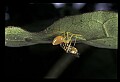 10350-00014-Spiders and Spider Webs.jpg