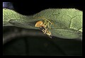 10350-00015-Spiders and Spider Webs.jpg