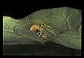10350-00016-Spiders and Spider Webs.jpg