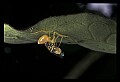 10350-00017-Spiders and Spider Webs.jpg