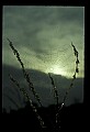 10350-00020-Spiders and Spider Webs.jpg