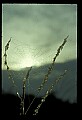 10350-00022-Spiders and Spider Webs.jpg