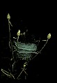 10350-00023-Spiders and Spider Webs.jpg