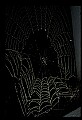 10350-00031-Spiders and Spider Webs.jpg