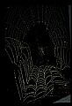 10350-00032-Spiders and Spider Webs.jpg