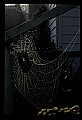 10350-00033-Spiders and Spider Webs.jpg