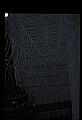 10350-00034-Spiders and Spider Webs.jpg