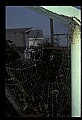 10350-00036-Spiders and Spider Webs.jpg