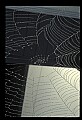 10350-00038-Spiders and Spider Webs.jpg