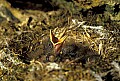 1-6-07-00224 possible flycatcher chicks in nest on cliffside.jpg