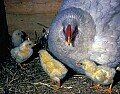 1-6-07-00225 white leghorn hen and chicks.jpg