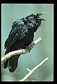 1-6-07-00509-Raven.jpg