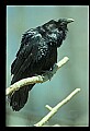 1-6-07-00510-Raven.jpg