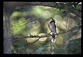 10500-00004 Birds.jpg