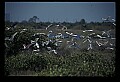 10500-00007 Birds.jpg