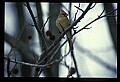 10500-00008 Birds.jpg