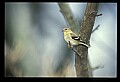 10500-00010 Birds-female Goldfinch.jpg
