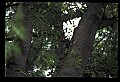10500-00013 Birds-Pileated Woodpecker.jpg