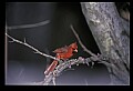 10500-00018 Birds.jpg