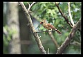 10500-00019 Birds.jpg