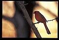 10500-00020 Birds-male Cardinal.jpg