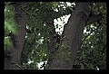 10500-00021 Birds-Pileated Woodpecker.jpg