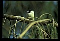 10500-00022-Birds, General-Black-capped Chickadee.jpg