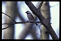 10500-00027-Birds, General.jpg