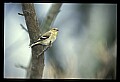 10500-00028-Birds, General.jpg