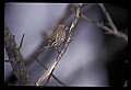 10500-00029-Birds, General-female Cardinal.jpg