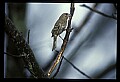 10500-00030-Birds, General.jpg