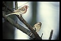 10500-00031-Birds, General.jpg