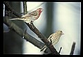 10500-00032-Birds, General.jpg