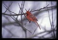 10500-00034-Birds, General-Male Cardinal.jpg