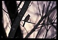 10500-00038-Birds, General-female Cardinal.jpg