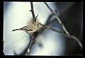 10500-00039-Birds, General.jpg