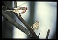 10500-00040-Birds, General.jpg
