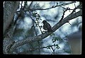 10500-00041-Birds, General.jpg