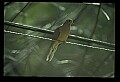 10500-00045-Birds, General-Mourning Dove.jpg