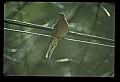 10500-00046-Birds, General-Mourning Dove.jpg