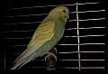 10500-00047-Birds, General.jpg