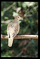10500-00048-Birds, General.jpg